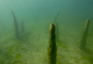 Des pilotis préhistoriques, tels qu’ils apparaissent aujourd’hui sous le lac de Neuchâtel