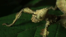 竹节虫蝎子生命中的3分钟舞蹈